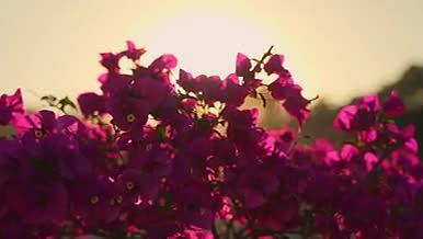 4k实拍阳光穿过紫色花朵风景空镜视频的预览图